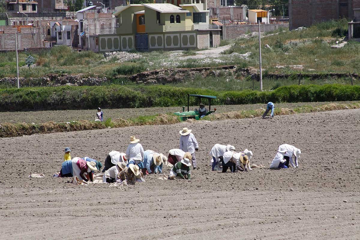 Advierten escasez de alimentos para el segundo semestre del año